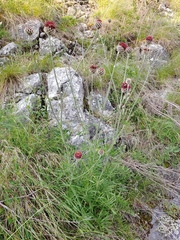Centaurea calocephala