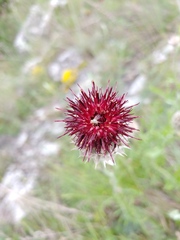 Centaurea calocephala