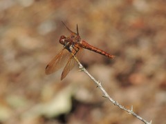 Sympetrum madidum
