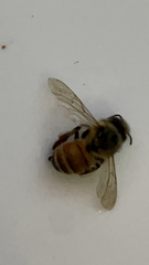 Apis mellifera