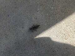 Chalcophora virginiensis