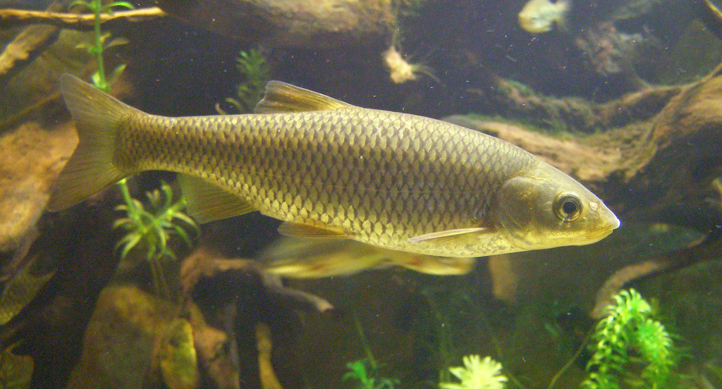 Northern Iberian Chub