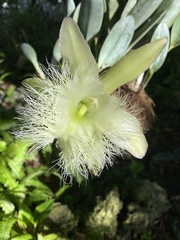 Rhyncholaelia