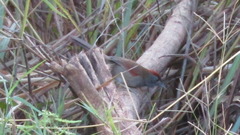 Synallaxis hypospodia