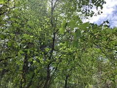 Acer glabrum neomexicanum