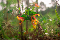 Bouvardia chrysantha