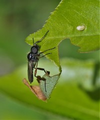 Bibio xanthopus