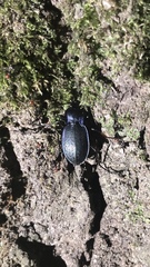 Carabus deyrolei