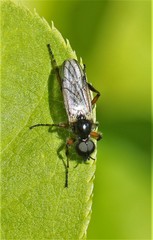 Bibio xanthopus