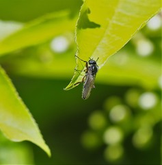 Bibio xanthopus
