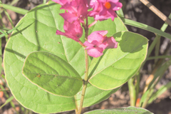 Prestonia erecta