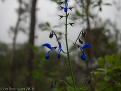 Salvia vitifolia