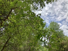 Acer glabrum neomexicanum