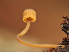 Mycena picta