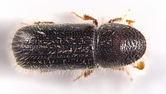 Taphrorychus bicolor