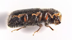 Taphrorychus bicolor