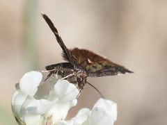 Heliothela