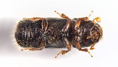 Taphrorychus bicolor