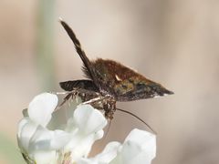 Heliothela