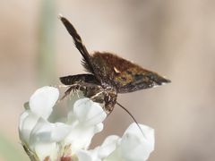 Heliothela