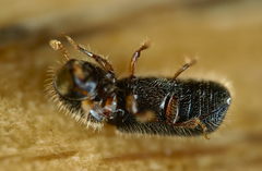 Taphrorychus bicolor