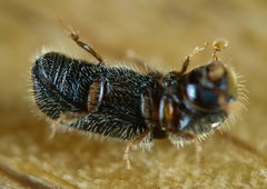 Taphrorychus bicolor