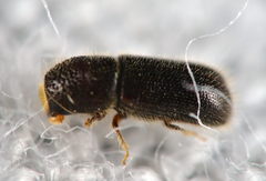 Taphrorychus bicolor