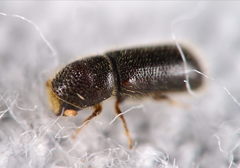 Taphrorychus bicolor