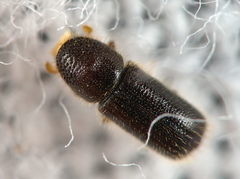 Taphrorychus bicolor