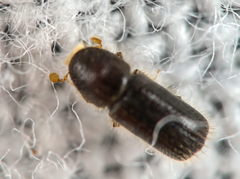 Taphrorychus bicolor