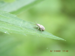 Aphrastus taeniatus