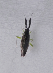 Heterotoma planicornis