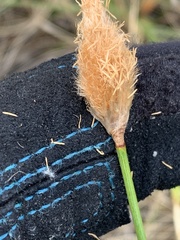 Eriophorum chamissonis