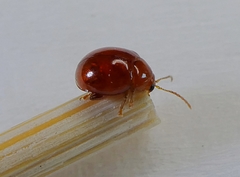 Chrysomelidae