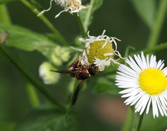 Euodynerus hidalgo