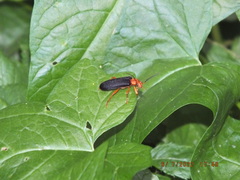 Neopyrochroa flabellata