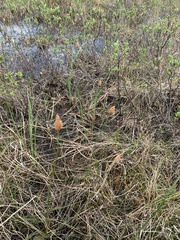Eriophorum chamissonis