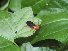 Neopyrochroa flabellata