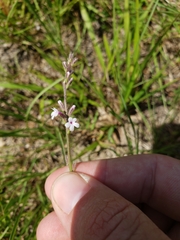 Verbena scabra