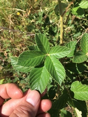 Rubus pascuus