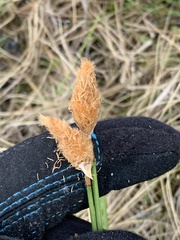 Eriophorum chamissonis