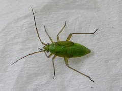Heteroptera