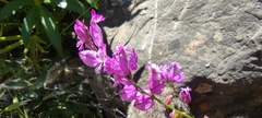 Polygala boissieri