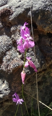 Polygala boissieri