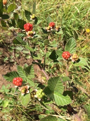 Rubus pascuus