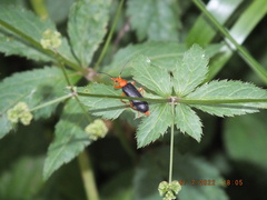 Neopyrochroa flabellata