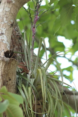 Tillandsia limbata