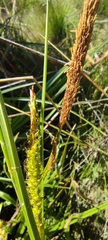 Carex camposii
