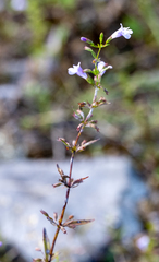 Lobelia gattingeri