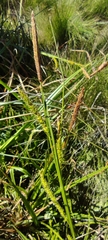 Carex camposii